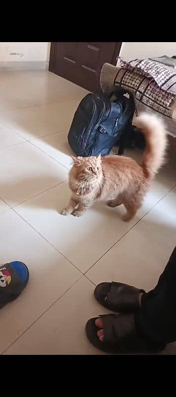 A lovely Persian cat for sale only 15k with little tool box 2