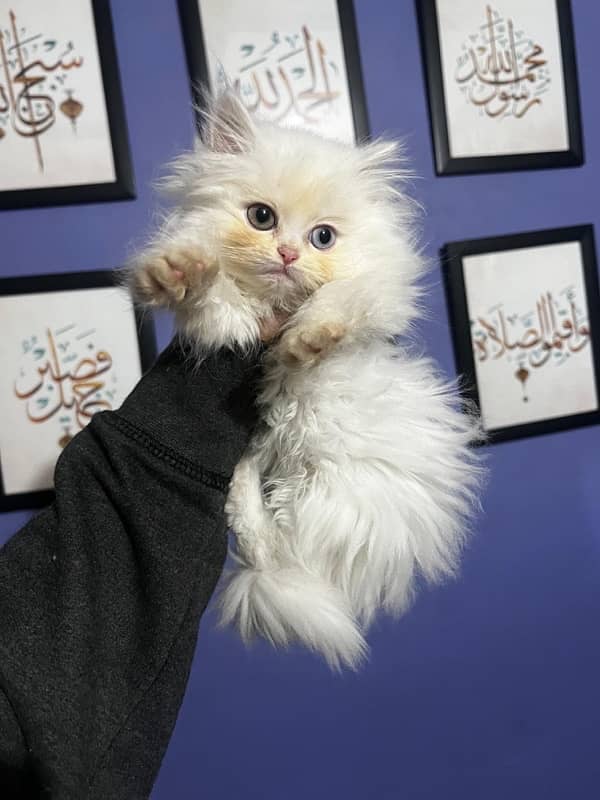 pure persian white kittens pair for sale 0