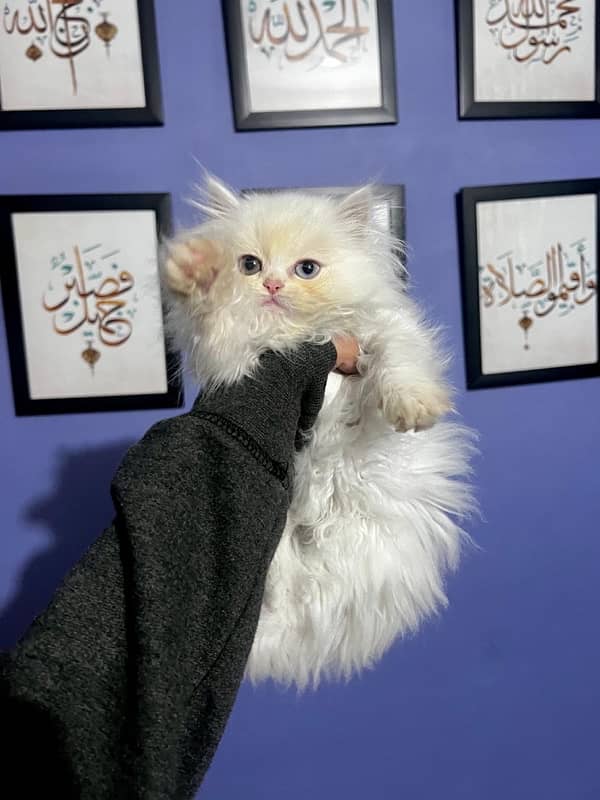 pure persian white kittens pair for sale 1