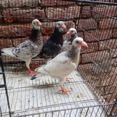 grezar. . kabutar. . . full breeder pair. . 03170377493. .