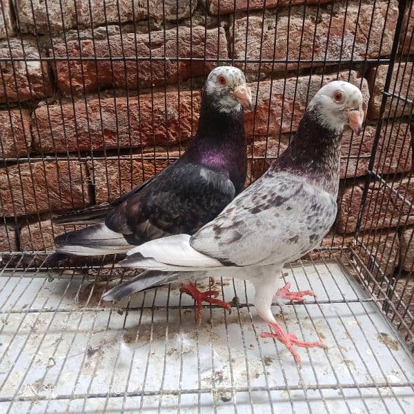 grezar. . kabutar. . . full breeder pair. . 03170377493. . 1