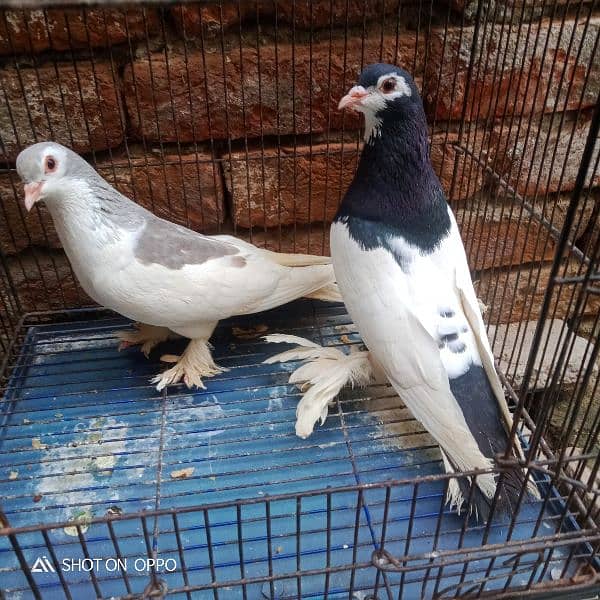 grezar. . kabutar. . . full breeder pair. . 03170377493. . 2