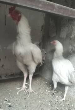 Heera Breeder pair available