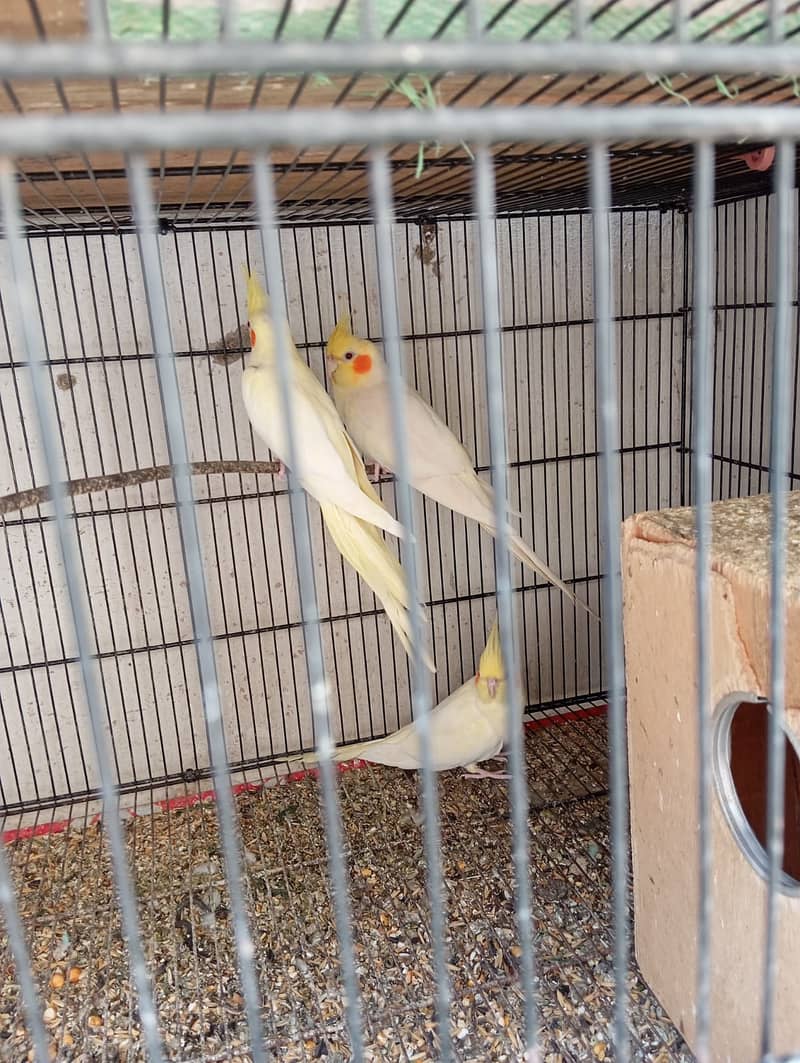 Cockatiel Pair with two Baby Cocktiel for Sale 1