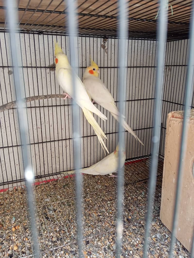 Cockatiel Pair with two Baby Cocktiel for Sale 2