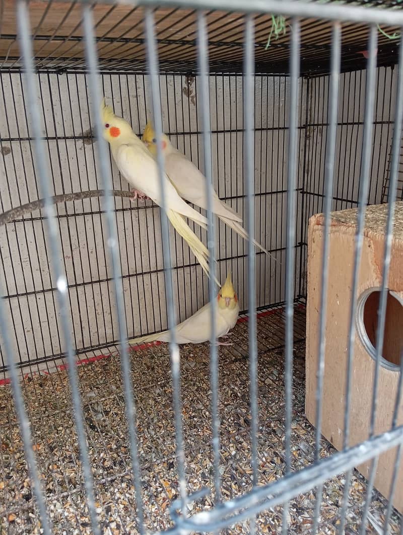 Cockatiel Pair with two Baby Cocktiel for Sale 3