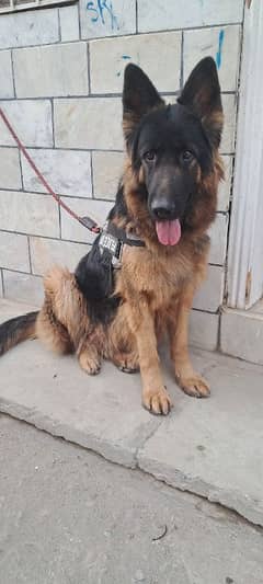 Black mask jerman shepherd female