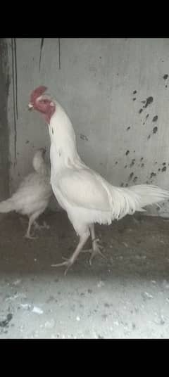 Heera Breeder Pair available