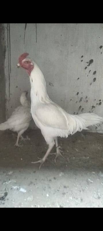 Heera Breeder Pair available 0