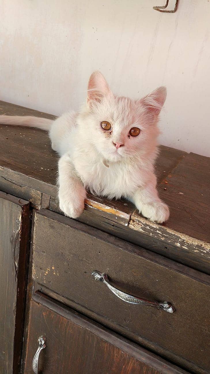 2 Persian Cats for sale 6