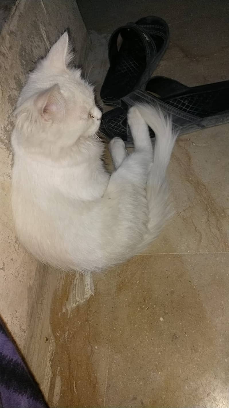 2 Persian Cats for sale 13