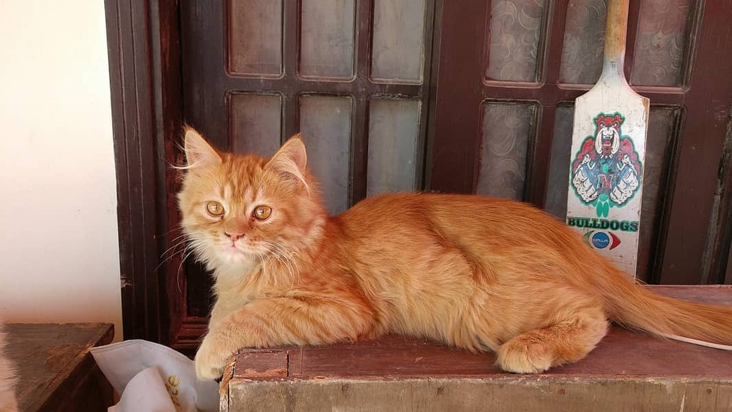 2 Persian Cats for sale 14