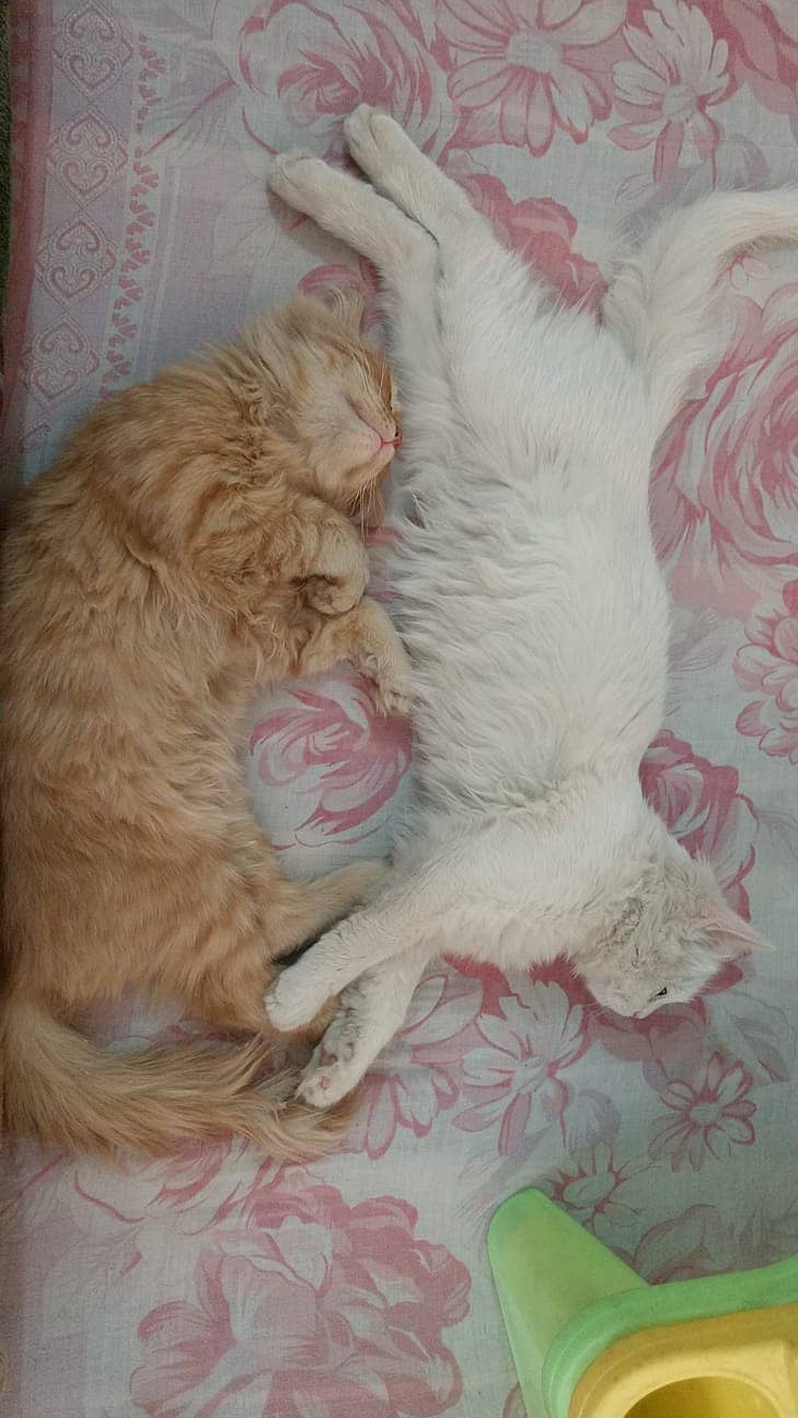 2 Persian Cats for sale 16