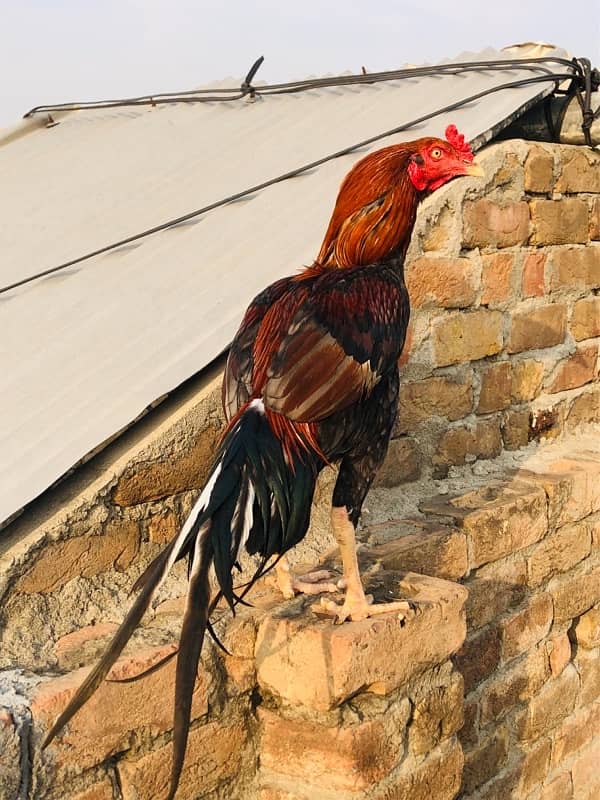 pure Sindhi murgha jis bhai nay Lena ha wo khud ayy 0