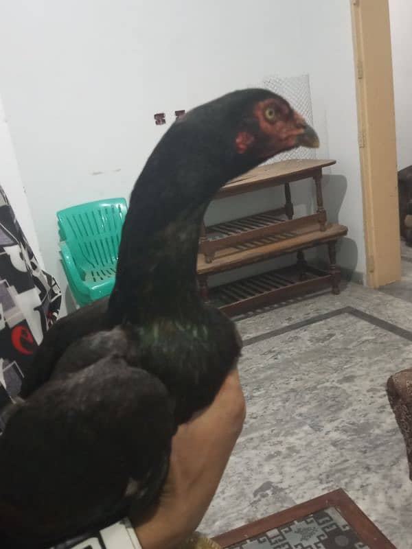 Pakistani cross thai pair for sale 7