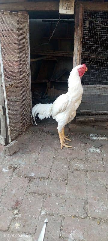 Ring Bird Blood Line King o Shamoo Breeder Male for sale 0