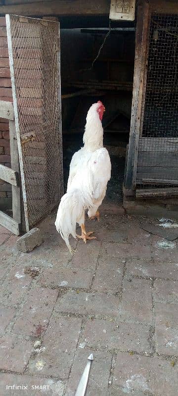 Ring Bird Blood Line King o Shamoo Breeder Male for sale 2