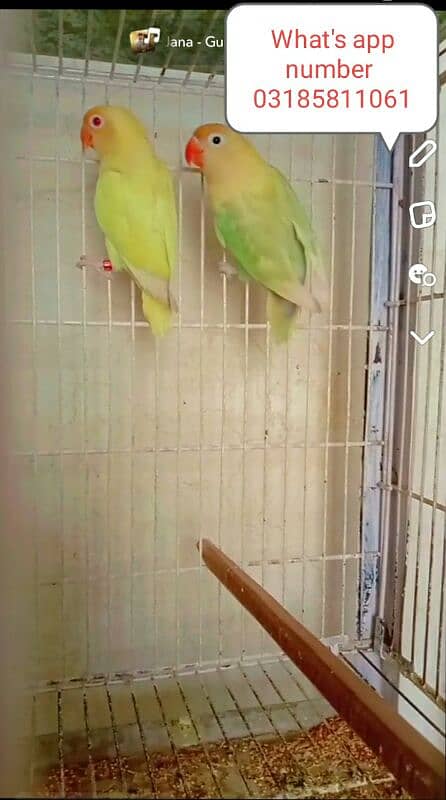 Love birds for sale hai breeder pairs 0