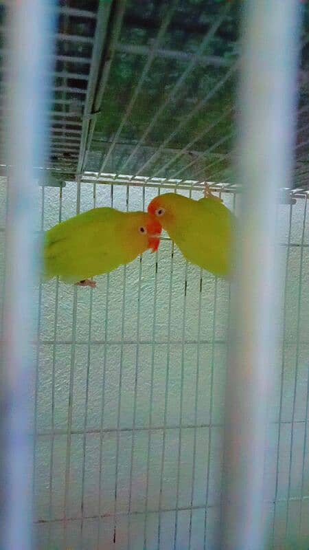 Love birds for sale hai breeder pairs 1