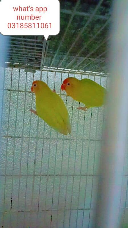 Love birds for sale hai breeder pairs 3