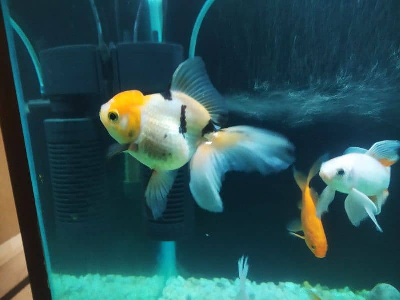 Oranda Gold fish# Gold fish #Fish# Fancy Fish #Aquarium Fish 2