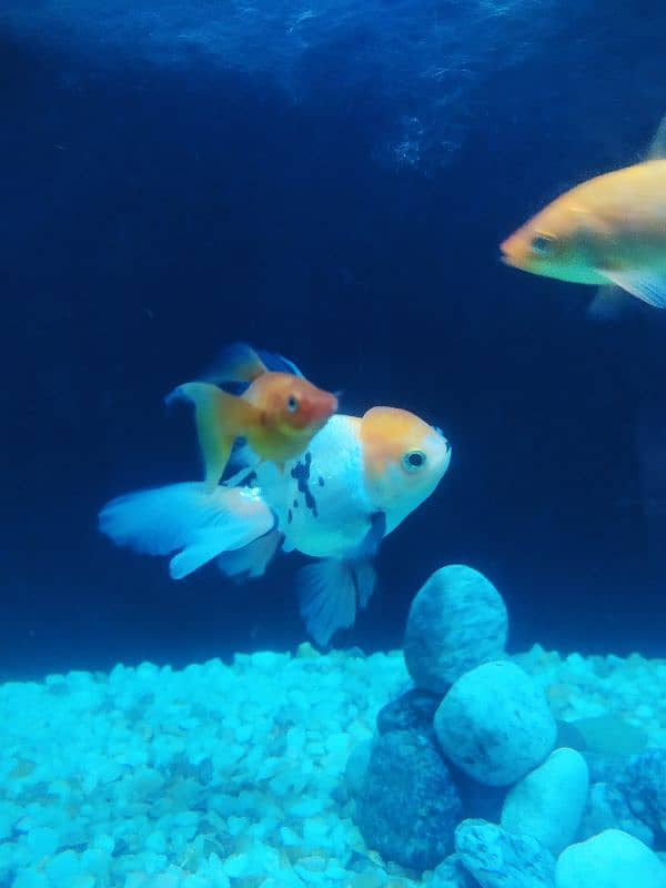 Oranda Gold fish# Gold fish #Fish# Fancy Fish #Aquarium Fish 3