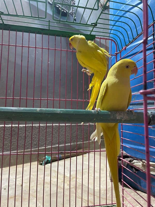 yellow ringneck peir 0