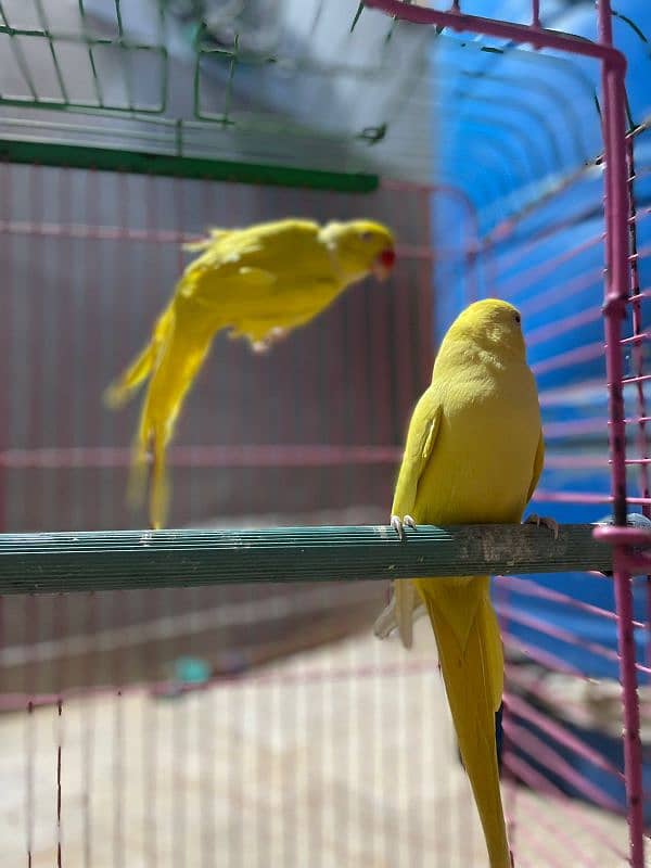 yellow ringneck peir 1