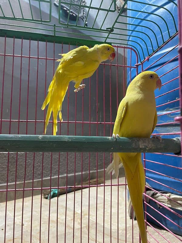 yellow ringneck peir 2