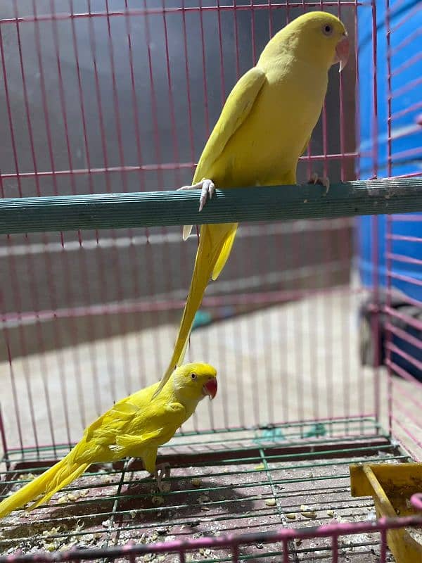 yellow ringneck peir 3