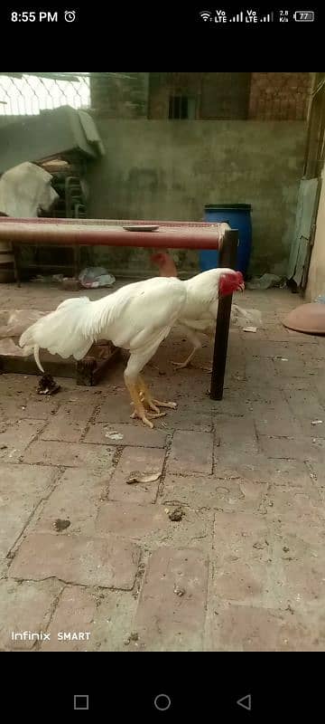 Ring Bird Blood Line King o Shamoo Breeder Male for sale 1