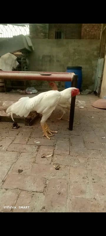 Ring Bird Blood Line King o Shamoo Breeder Male for sale 4