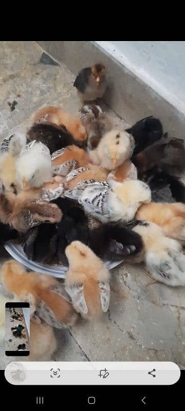 self hatched golden misri chicks 0