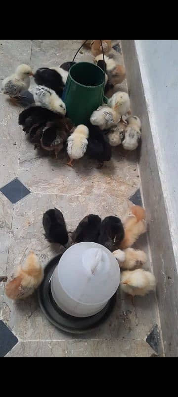 self hatched golden misri chicks 4