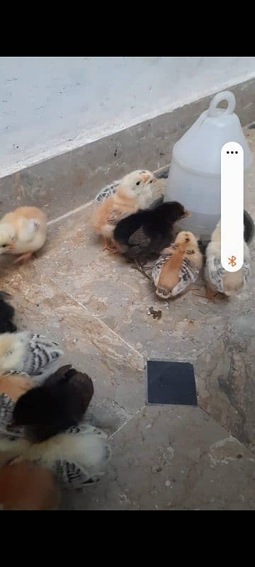 self hatched golden misri chicks 5