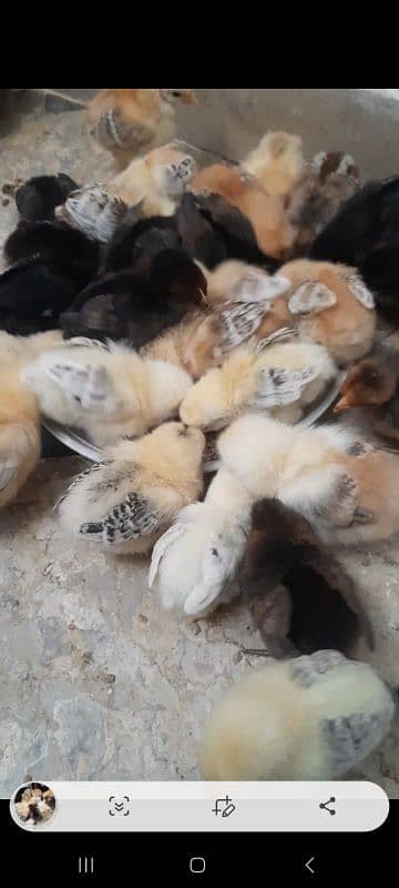 self hatched golden misri chicks 7