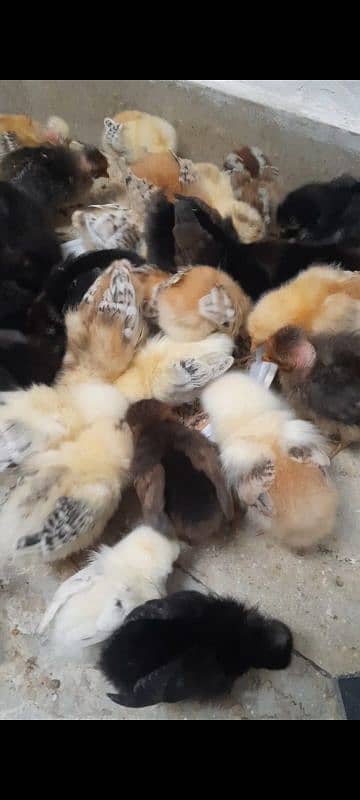 self hatched golden misri chicks 8