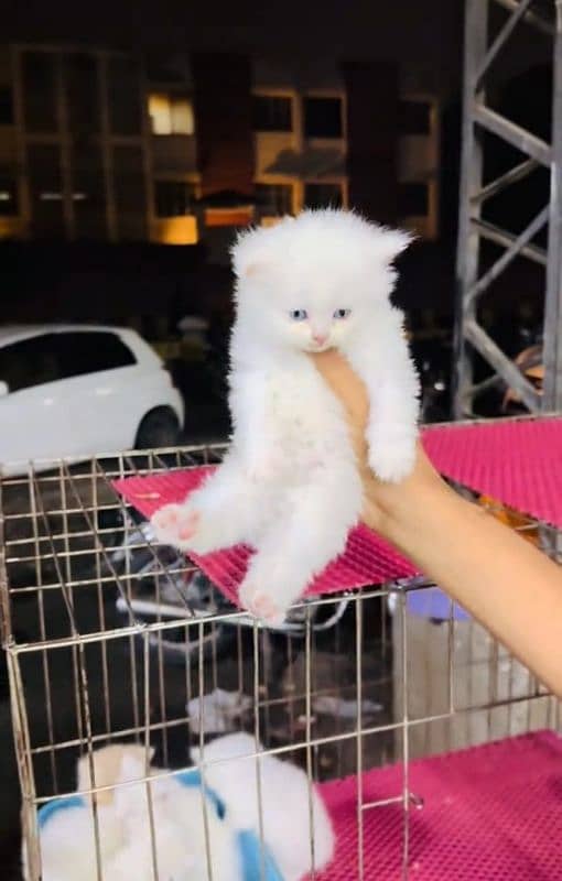 Persian cat for sale 1