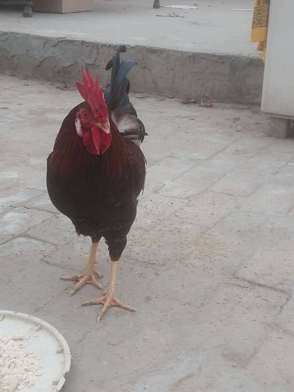 golden misri murga for sale 1