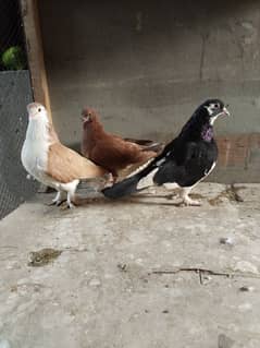 King size Sherazi pigeon & wood Cage