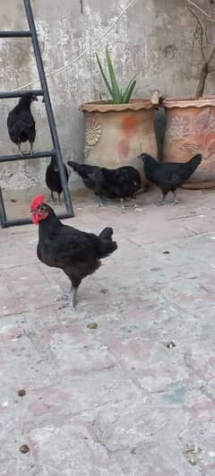 australorp