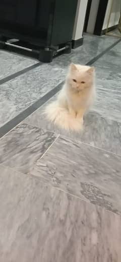 Persian white Cat