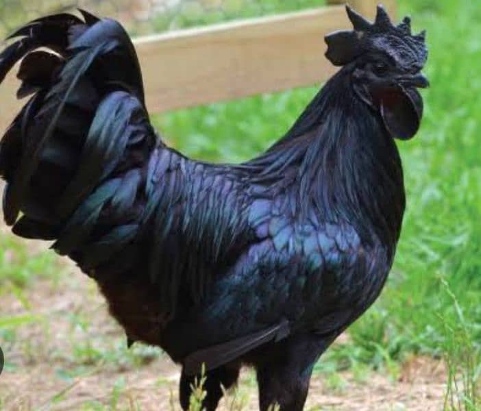 ayam cemani 5