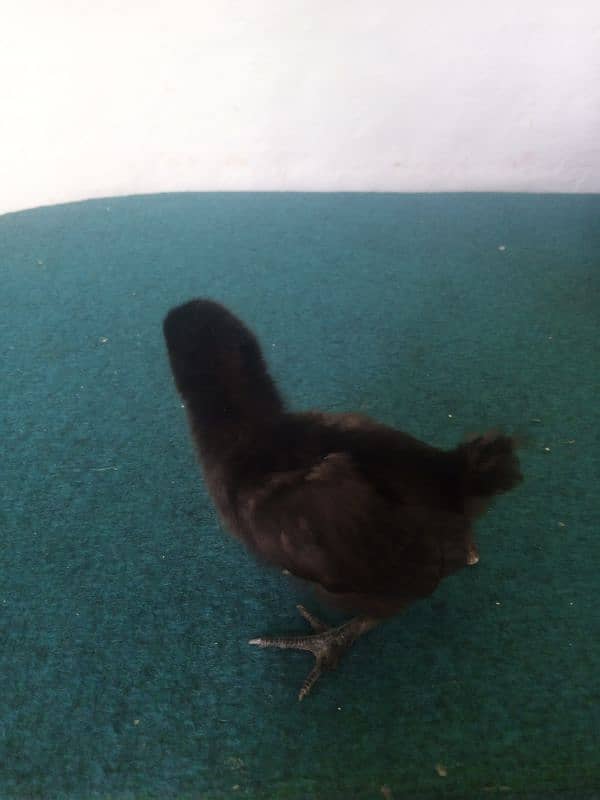 ayam cemani 10