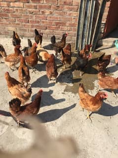 egg laying hens for sale