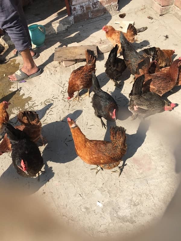 egg laying hens for sale 1