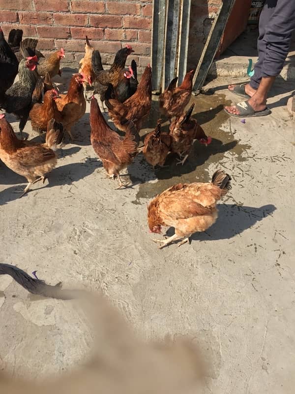 egg laying hens for sale 2