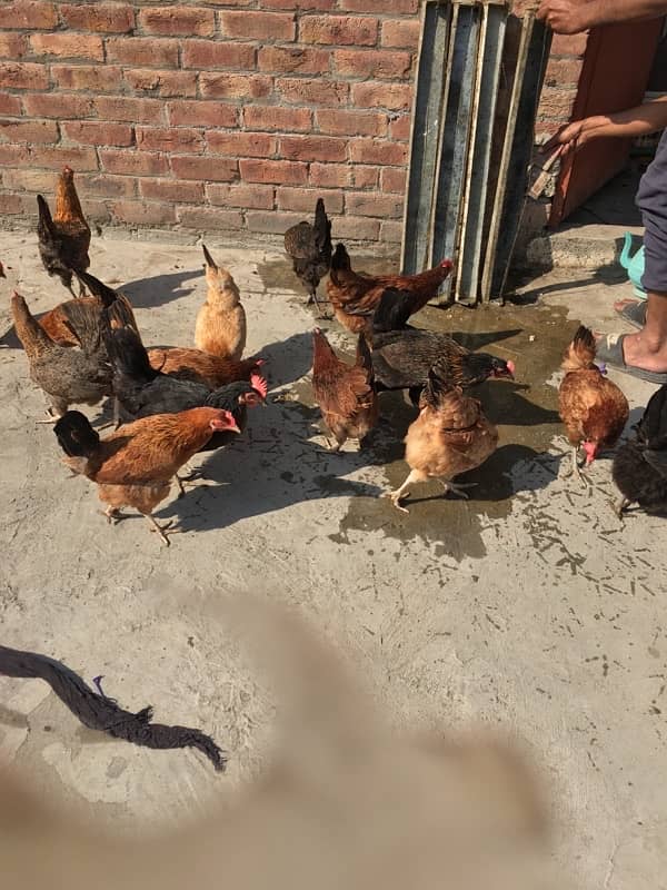 egg laying hens for sale 3