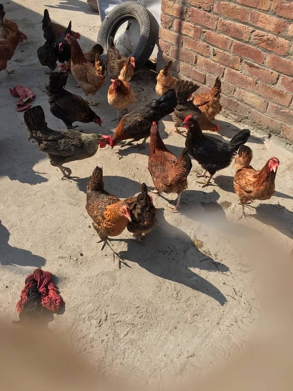 egg laying hens for sale 4