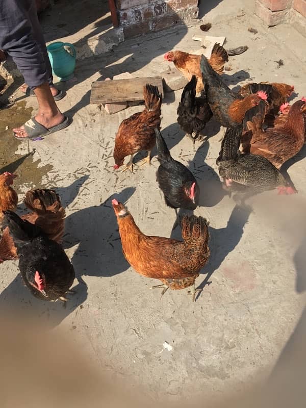 egg laying hens for sale 5